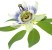 Pasiflora (Passiflora incarnata) Passion flower